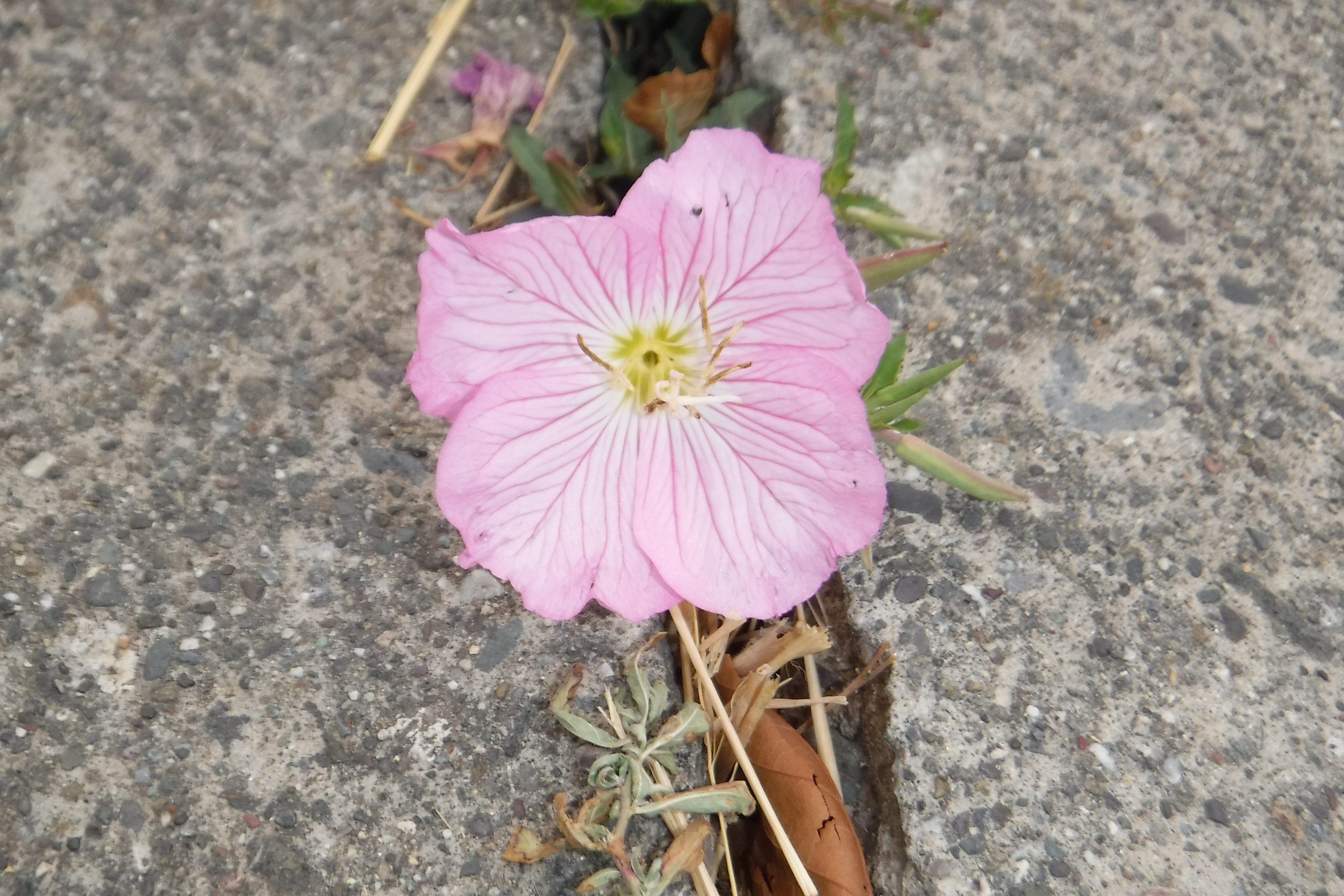 Photo taken by me 2018 Photo taken by me 2018