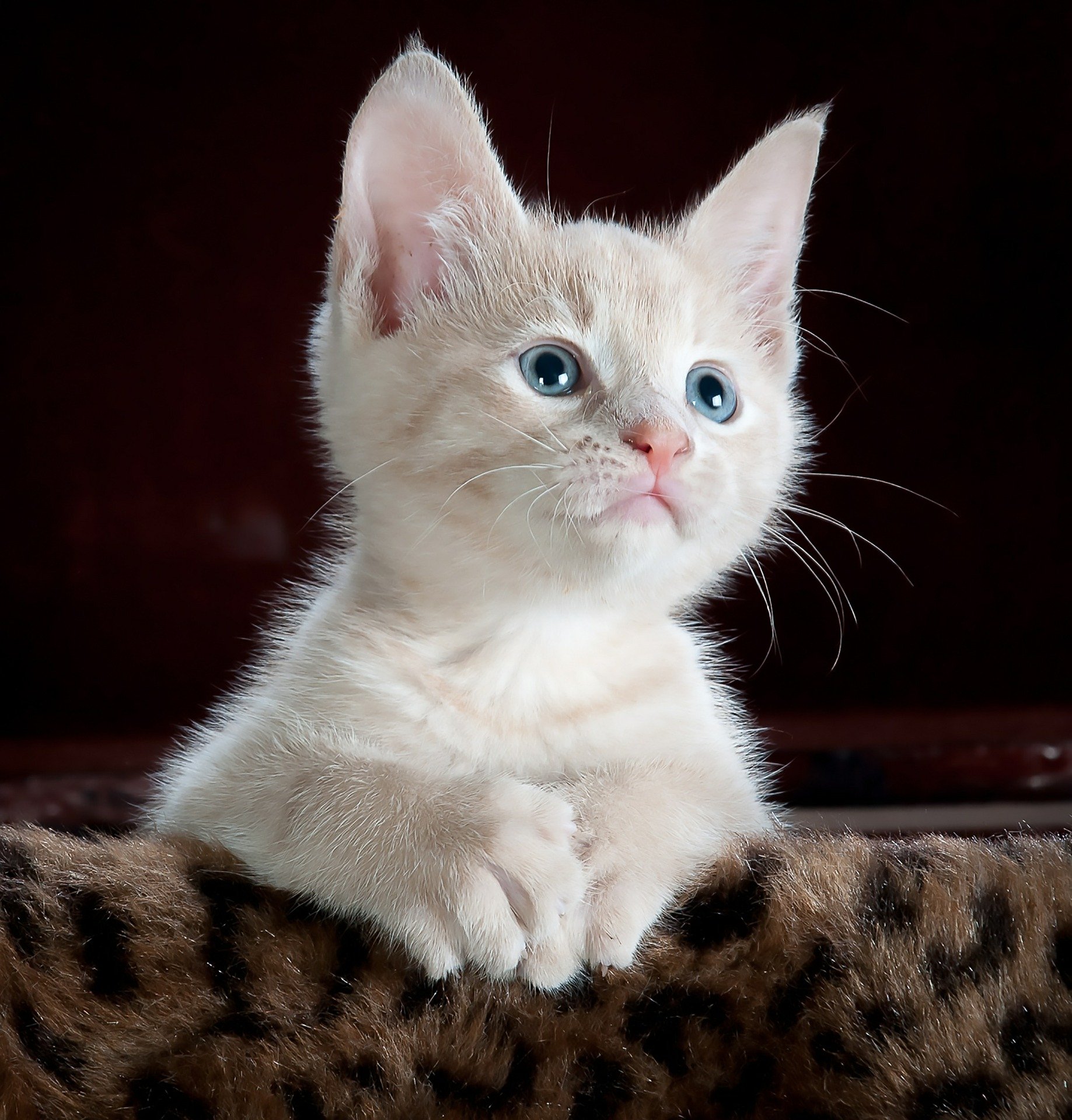 The cat lived a long life after it was saved from a certain death, by the Zen master The cat lived a long life after it was saved from a certain death, by the Zen master