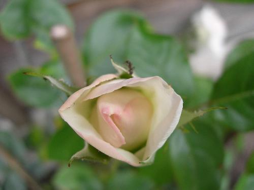 Rosebud - I love a flower almost most when it is not quite there yet - there is that promise about a bud!