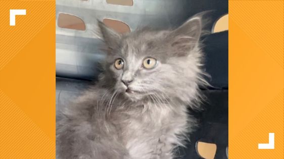 A small kitten rescued by Skip Campbell on Sunday in Sacramento A small kitten rescued by Skip Campbell on Sunday in Sacramento