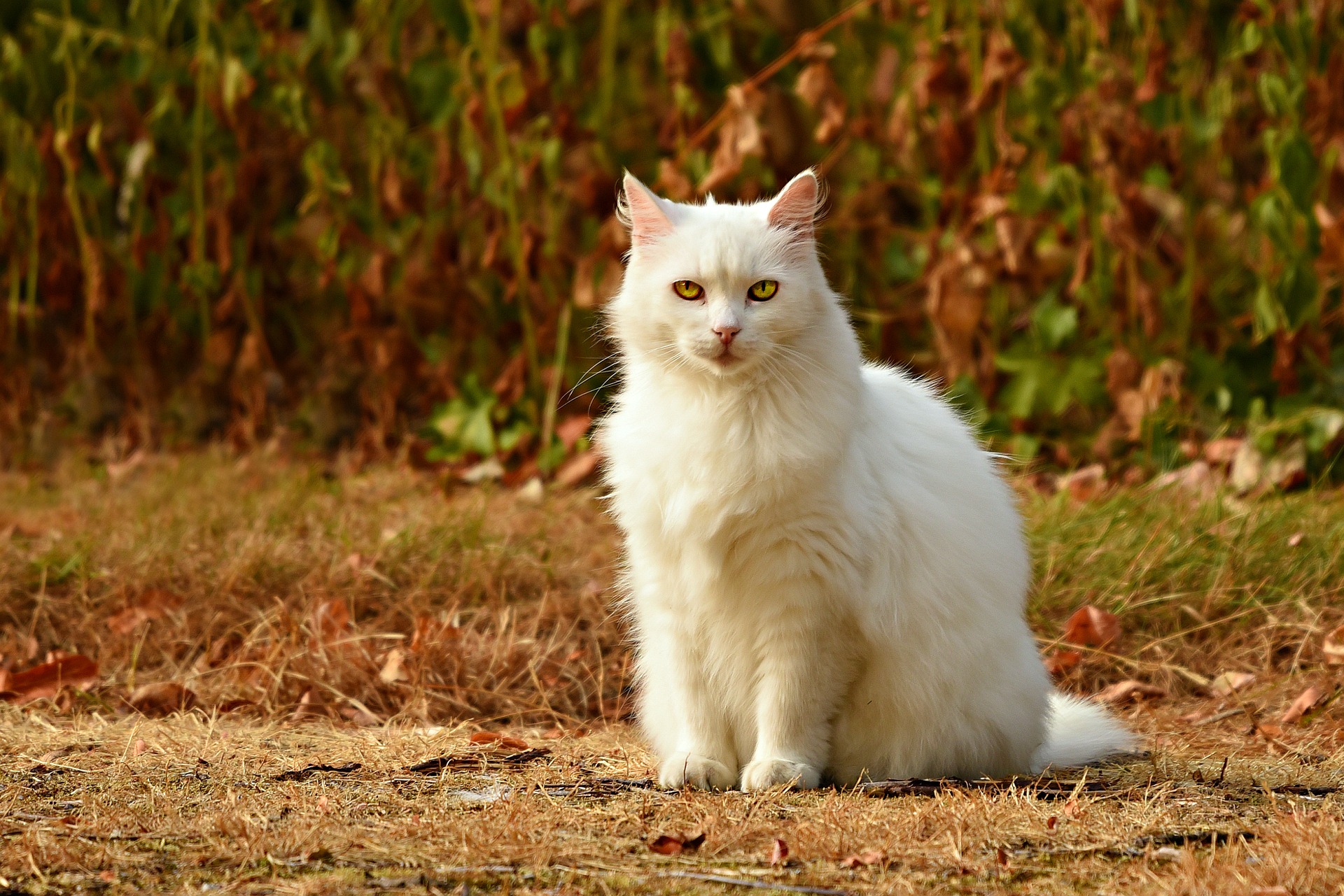 A nasty type of person killed the Zen masters pet cat, zenny