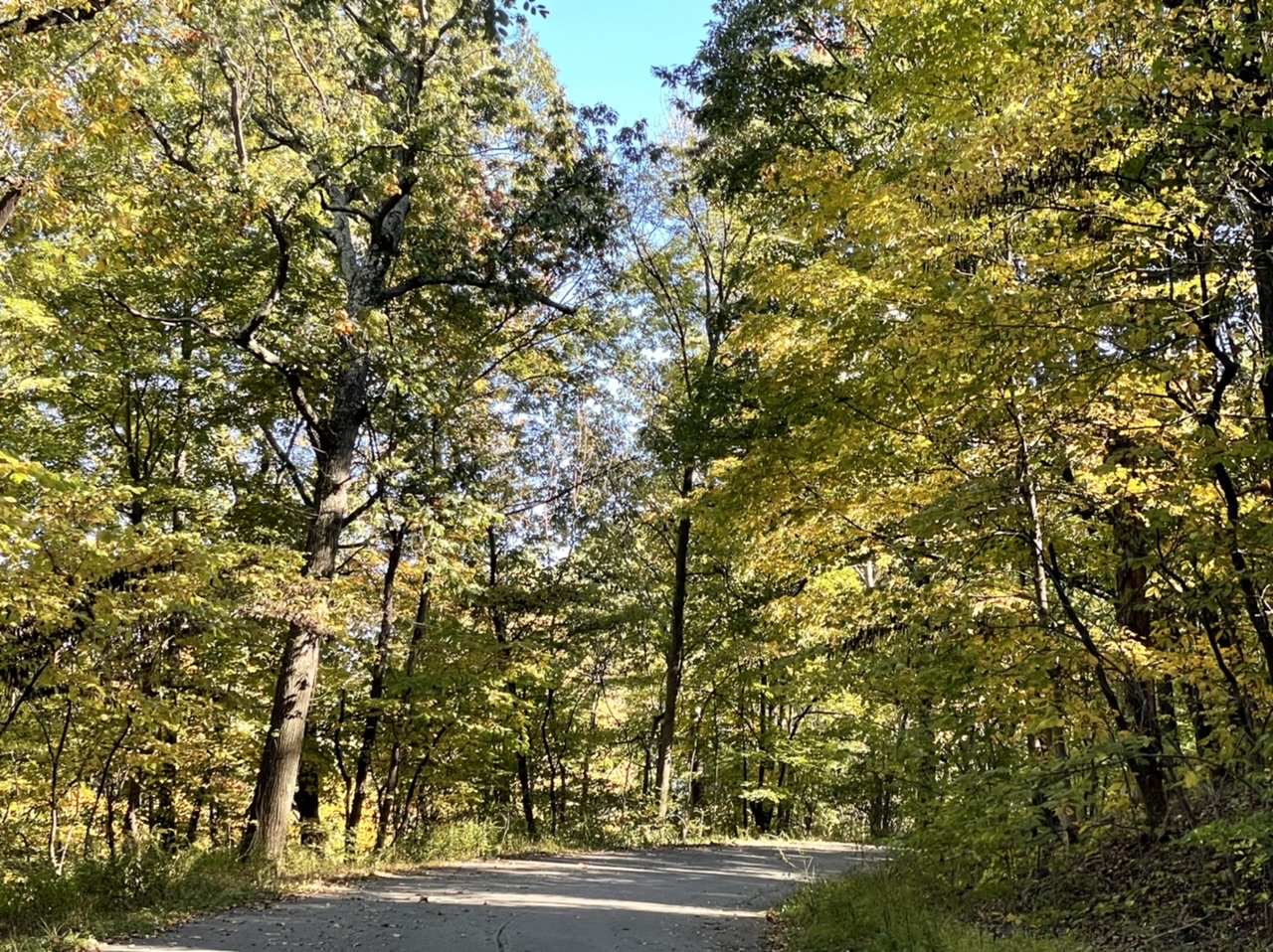 Foliage in the Frederick Law Olmsted-designed Iroquois Park in Louisville, Kentucky. Photo taken by and the property of FourWalls. Foliage in the Frederick Law Olmsted-designed Iroquois Park in Louisville, Kentucky. Photo taken by and the property of FourWalls.
