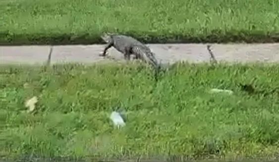 An alligator sighting in a neighborhood in Mobile Alabama