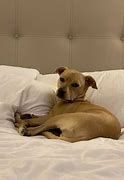 Cabo the pup missing for 10 days returns to his owner in New Mexico Cabo the pup missing for 10 days returns to his owner in New Mexico