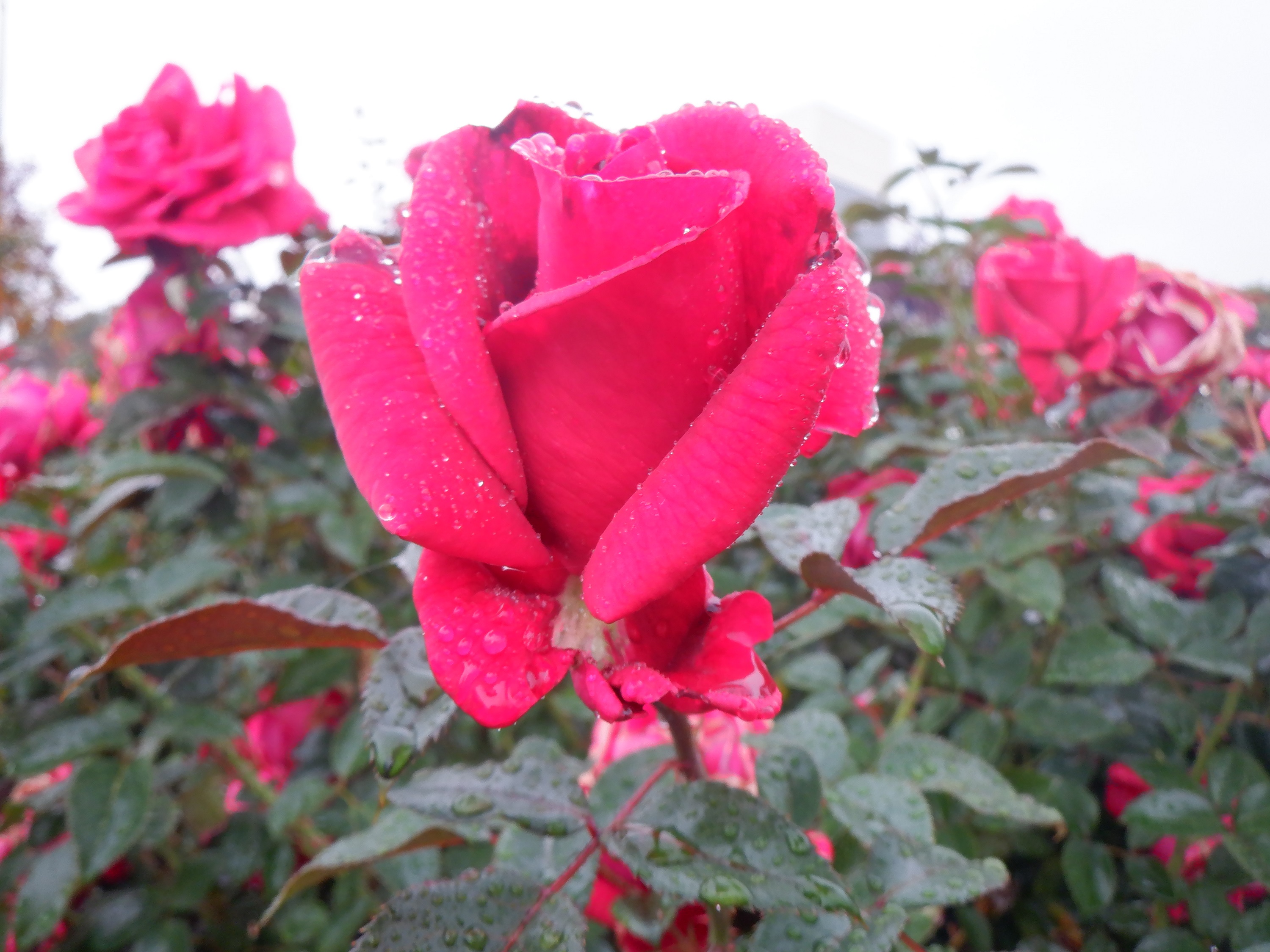 Photo taken by me 11-21-4