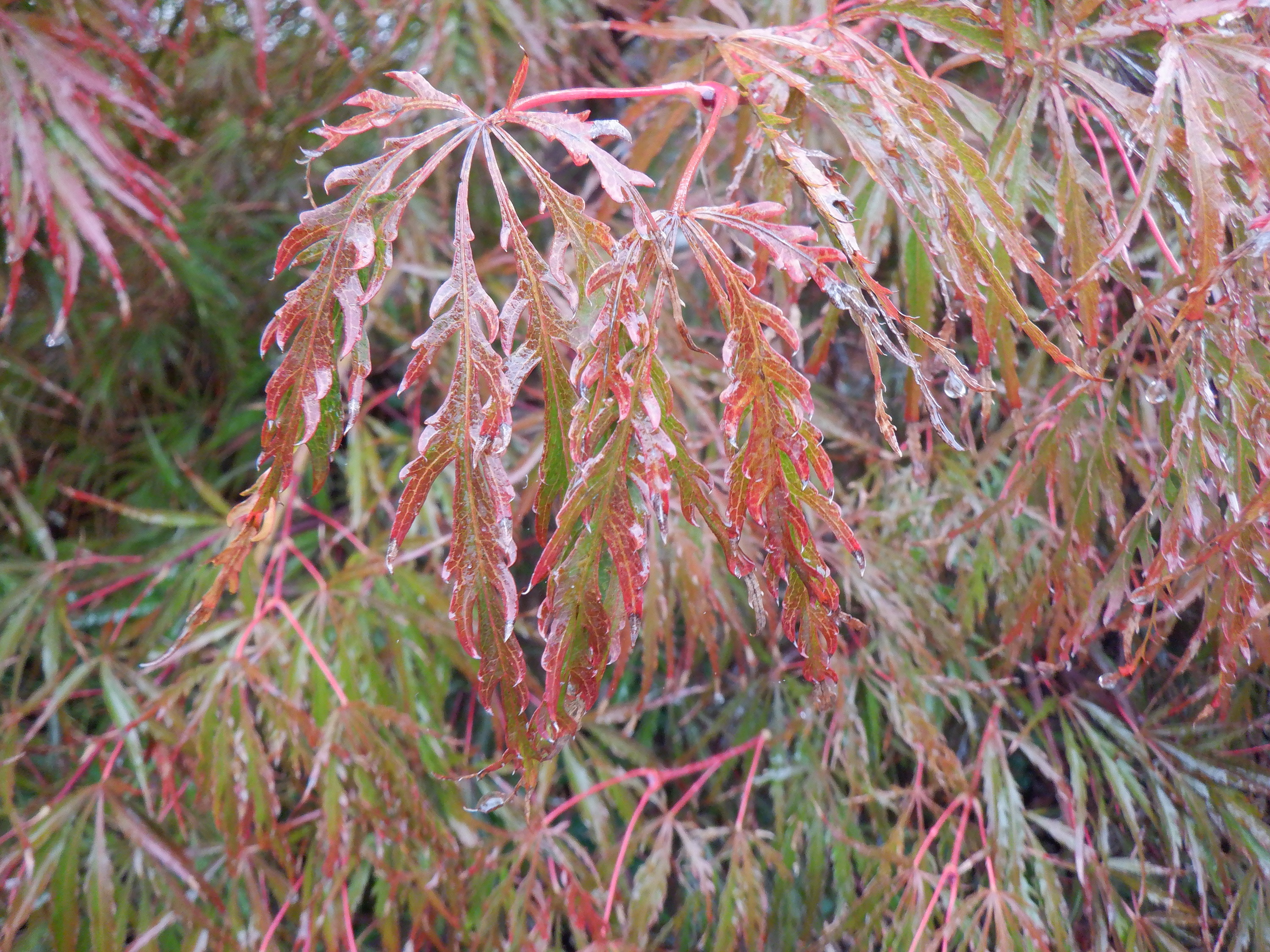 Photo taken by me 11-1-21 Photo taken by me 11-1-21