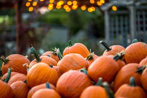 Pumpkins in a farm in Monticello Minnesota Pumpkins in a farm in Monticello Minnesota