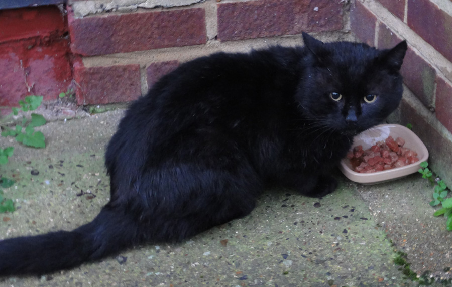 Mr Hissy Mr Hissy