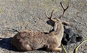 A deer that was rescued by firefighters in Sacramento on Sunday afternoon. A deer that was rescued by firefighters in Sacramento on Sunday afternoon.