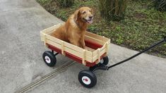 A senior dog gets a wagon ride back to his home on Halloween A senior dog gets a wagon ride back to his home on Halloween