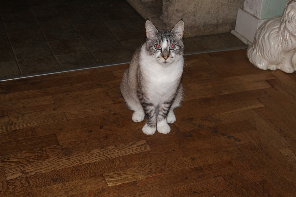 White cat I made