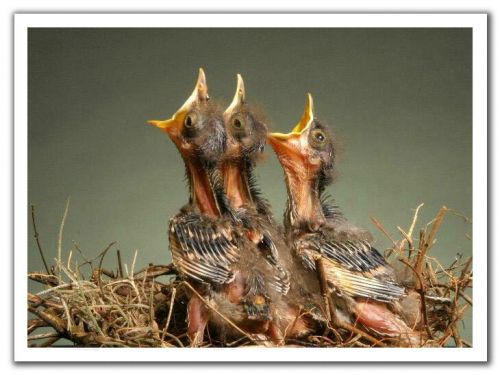 waiting food ? - eating