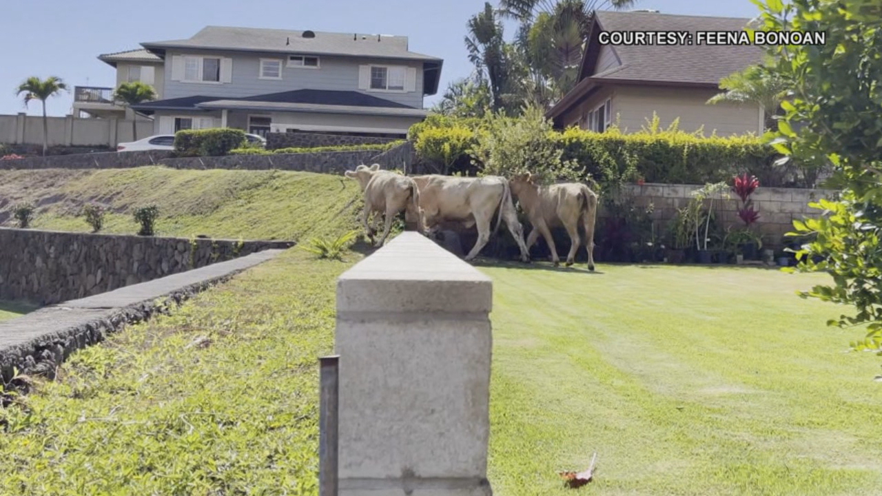 'Loose cows in Makakilo enter neighbors yards, community parks and streets – Honolulu, Hawaii' Khon2 news.