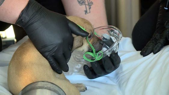 A puppy getting some oxygen by a paramedic in Fort Smith Arkansas on Thursday A puppy getting some oxygen by a paramedic in Fort Smith Arkansas on Thursday