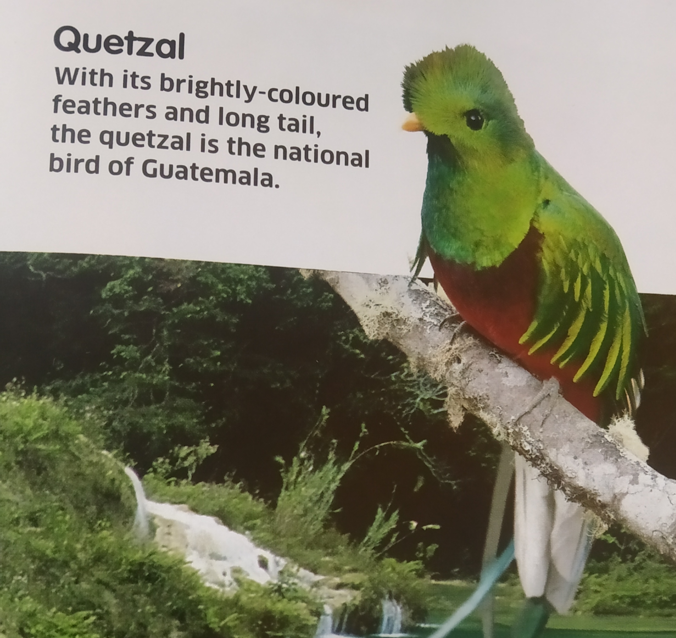 Bright Quetzal Bright Quetzal