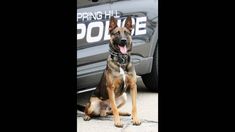 Loki is being given a second chance of service with the police. Loki is being given a second chance of service with the police.