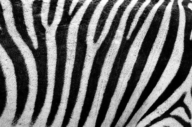 Pic from pixabay Pic from pixabay