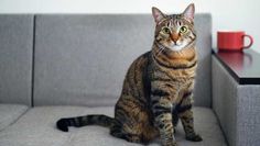 Syracuse hero cat who woke up three residents during a house fire on Saturday