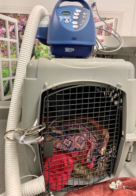 A coyote rescue story from San Francisco A coyote rescue story from San Francisco