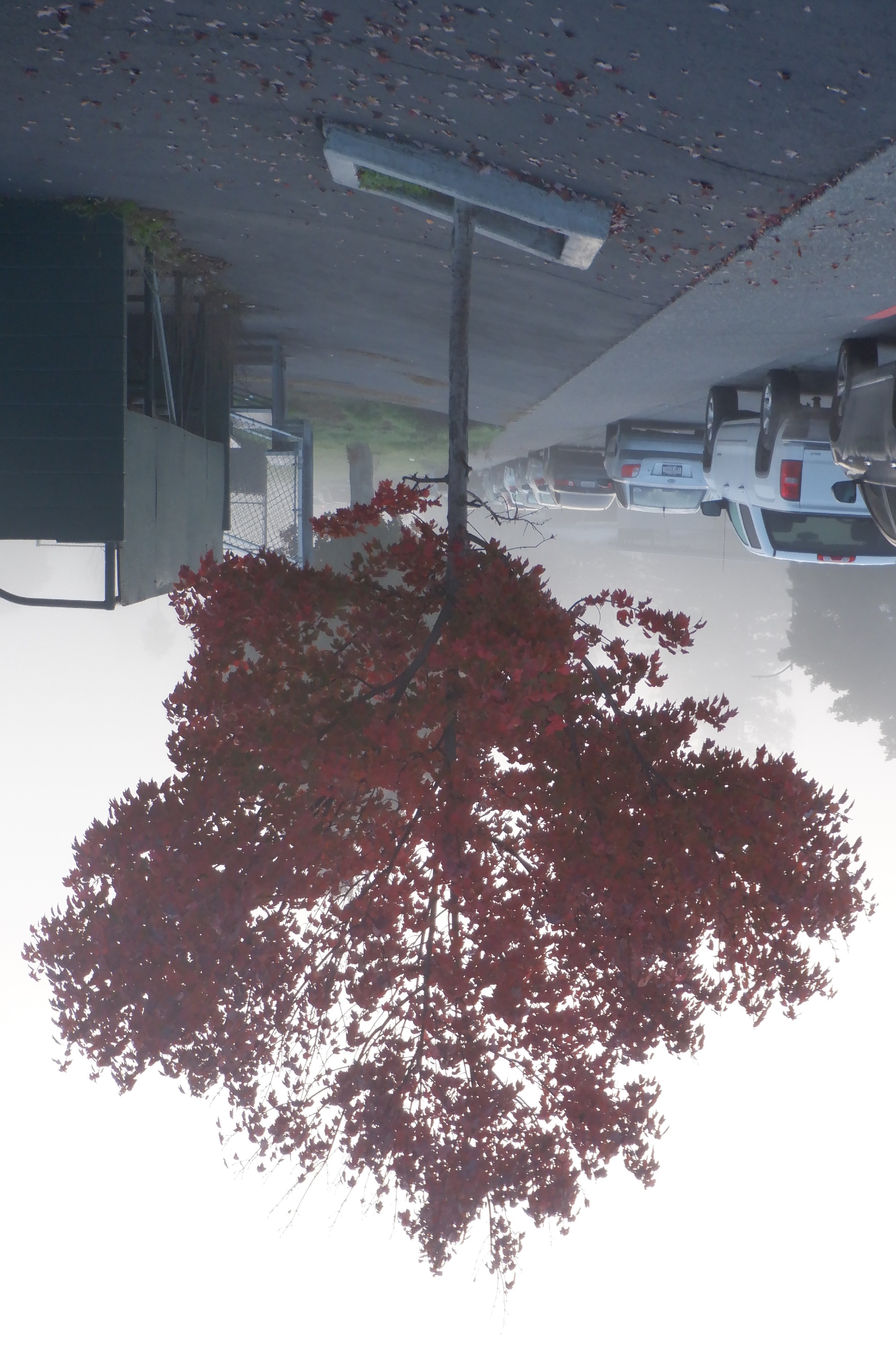 Photo taken by me turned upside down with Microsoft Paint