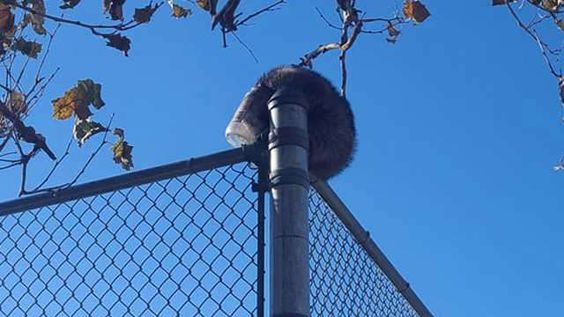 A raccoon on a fence in a tennis court in Des Moines Iowa A raccoon on a fence in a tennis court in Des Moines Iowa