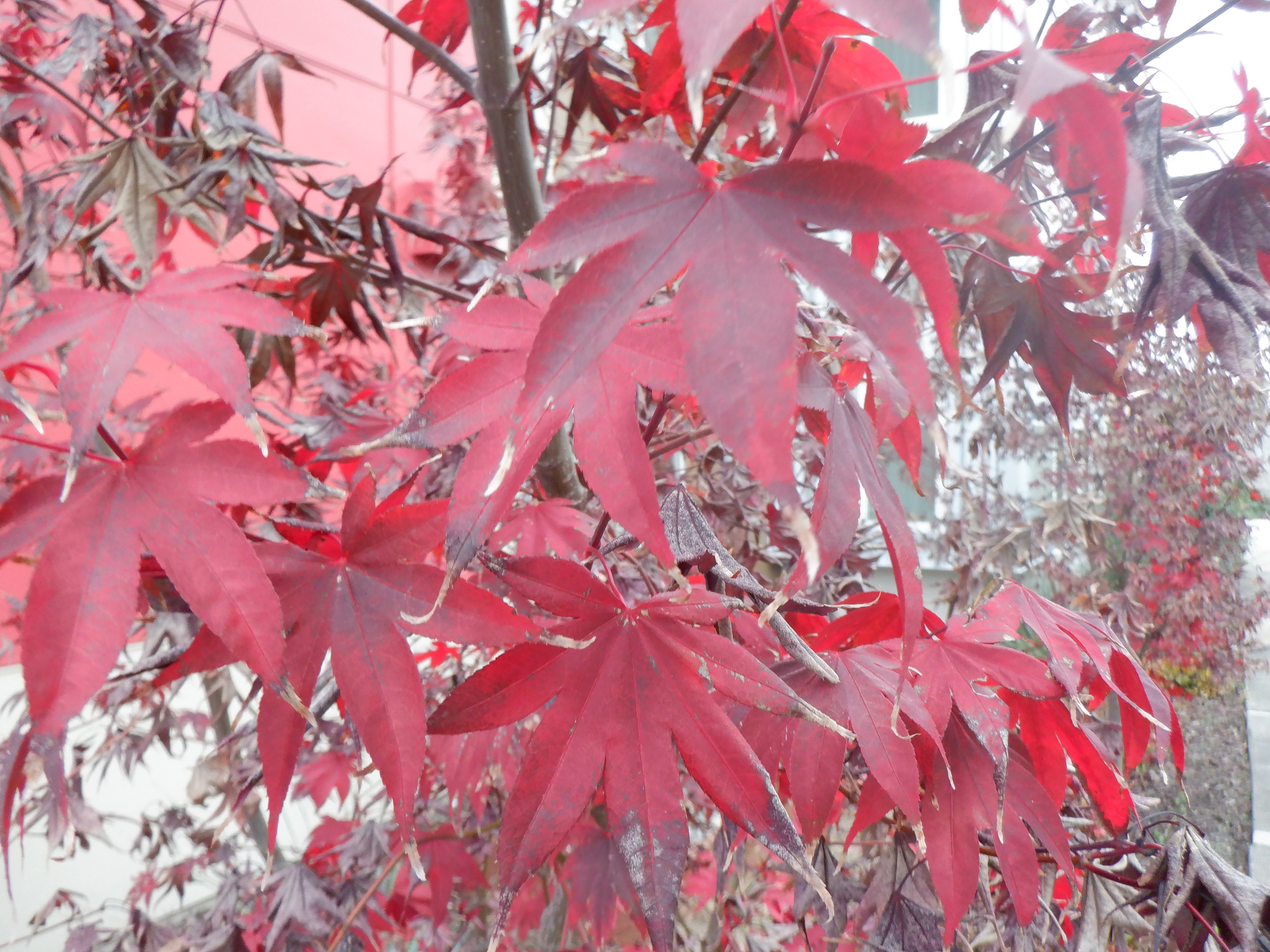 Photo taken by me 12-3-21 Photo taken by me 12-3-21