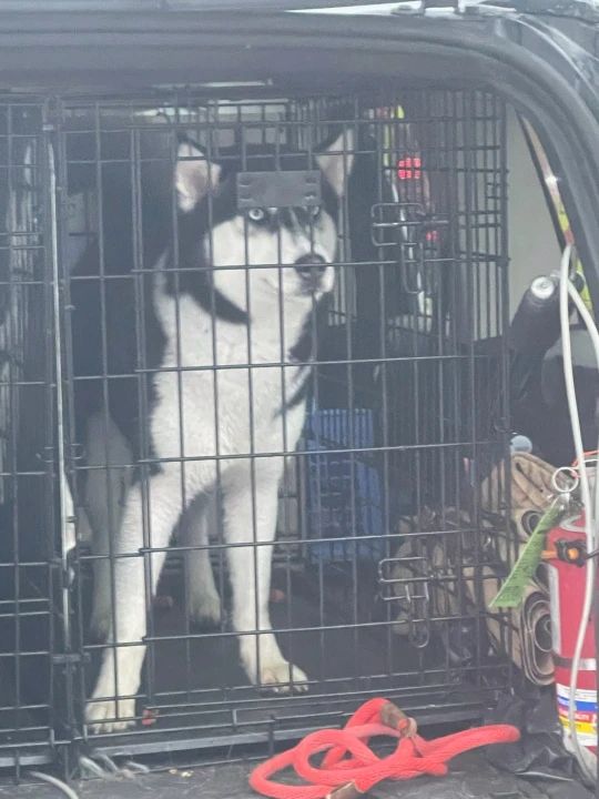 A lucky Husky dog rescue story from Erie Pennsylvania A lucky Husky dog rescue story from Erie Pennsylvania