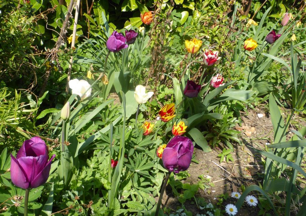 garden, bulbs, planting, autumn, spring garden, bulbs, planting, autumn, spring