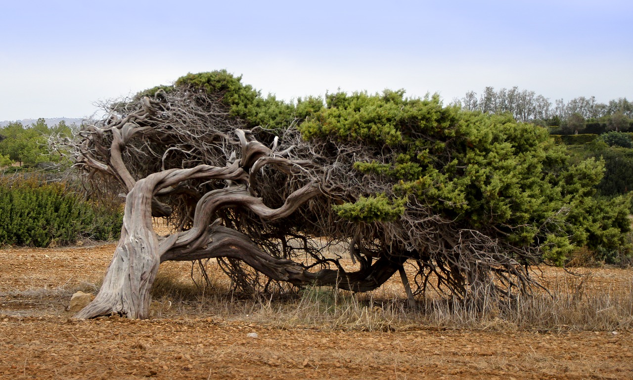 Do not become treed over by your tree, realise that your roots go deeper than what lies on the surface
