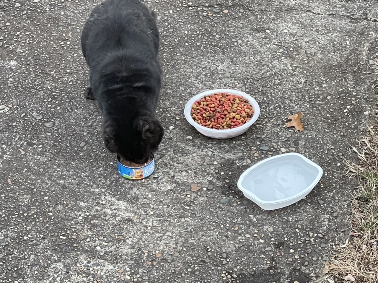 Neighborhood cat enjoying a meal in my back yard this afternoon. Photo taken by and the property of FourWalls. Neighborhood cat enjoying a meal in my back yard this afternoon. Photo taken by and the property of FourWalls.