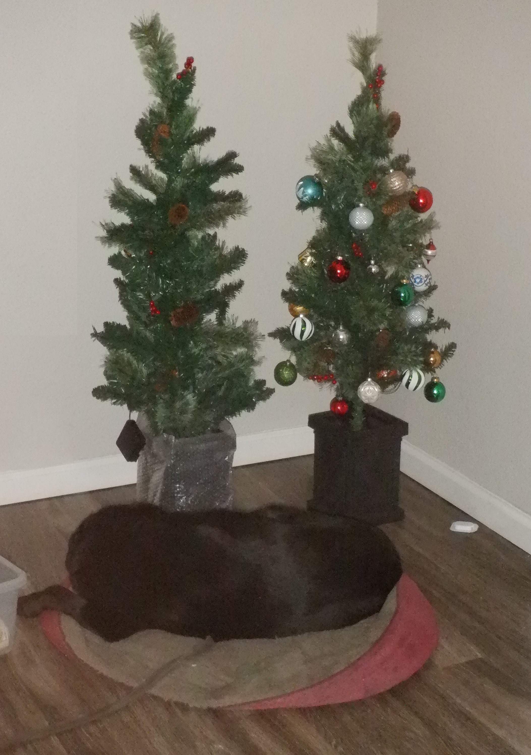 Trees my church friend gave me--one decorated