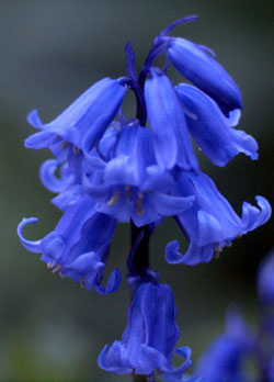 bluebell - bluebell, popularly thought of as Britain's national flower, is a bulbous spring flowering plant