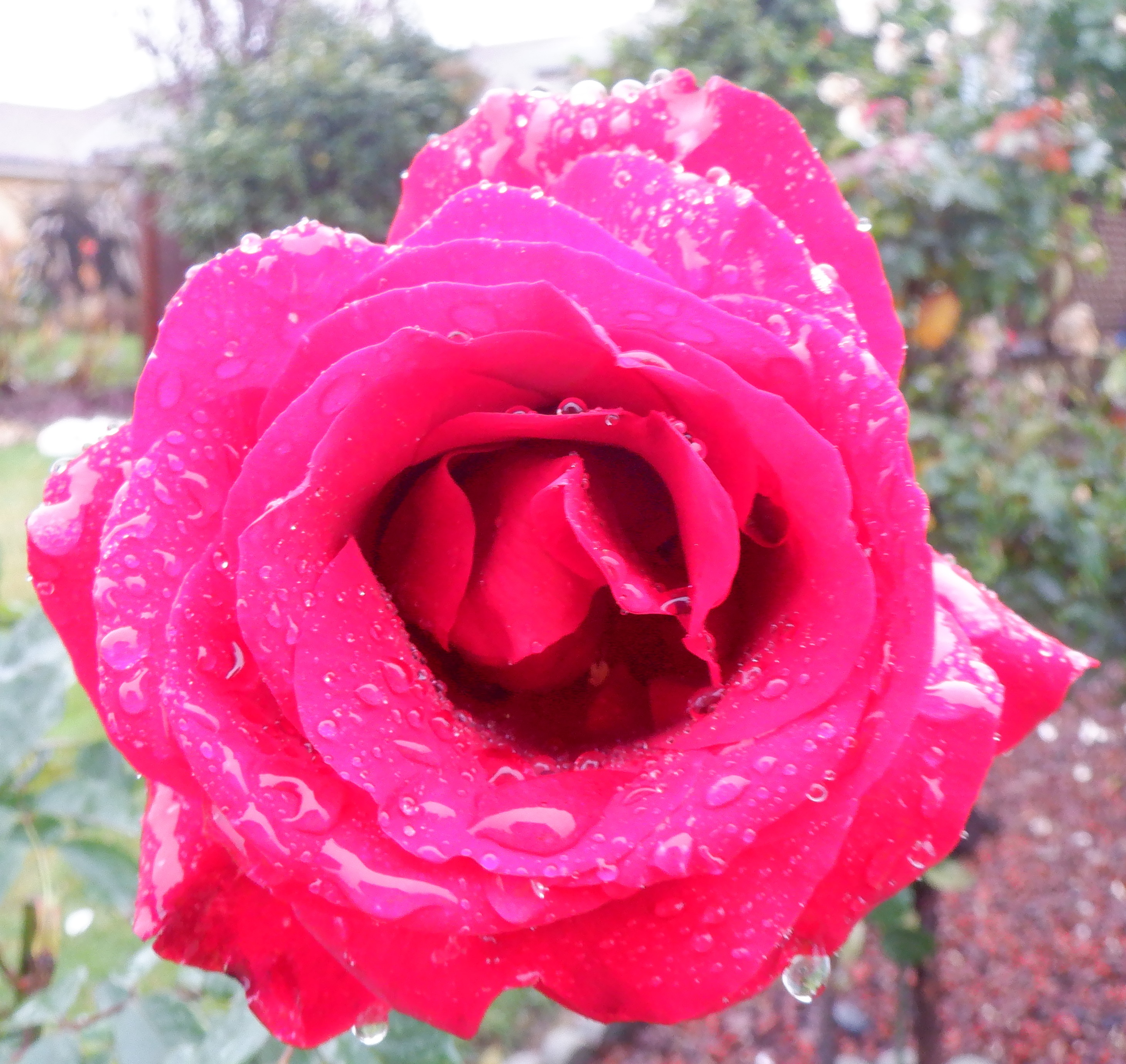 Photo taken by me 12-13-21