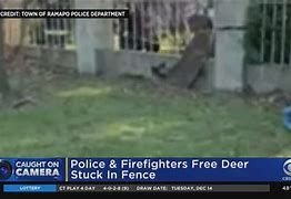Police and firefighters rescue a deer trapped in a fence in Ramapo New York Police and firefighters rescue a deer trapped in a fence in Ramapo New York