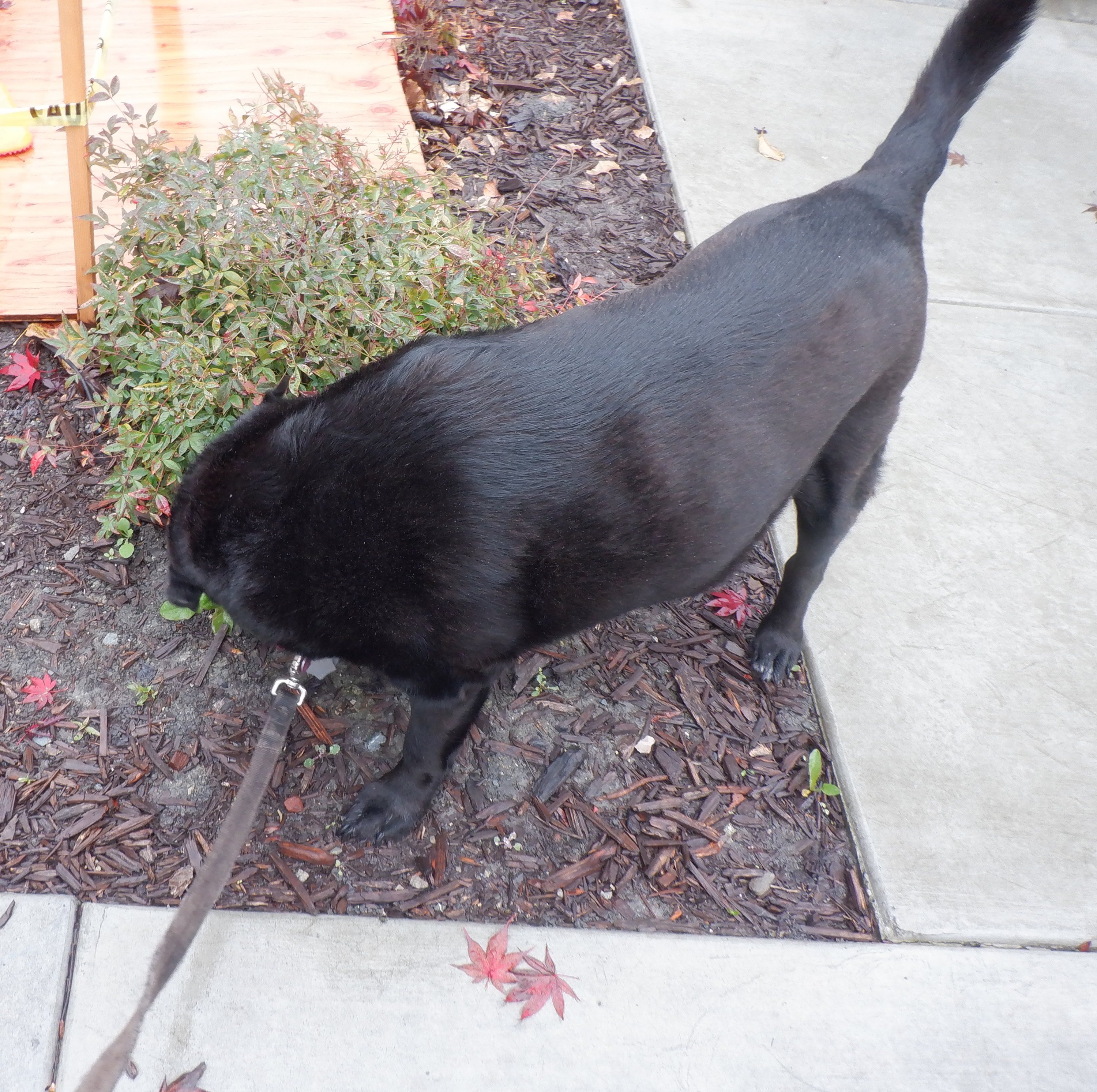 Photo I took of Angel on her walk today 12-22-21