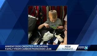 Roxy the hero dog and a young boy in their home in Ankeny Iowa Roxy the hero dog and a young boy in their home in Ankeny Iowa