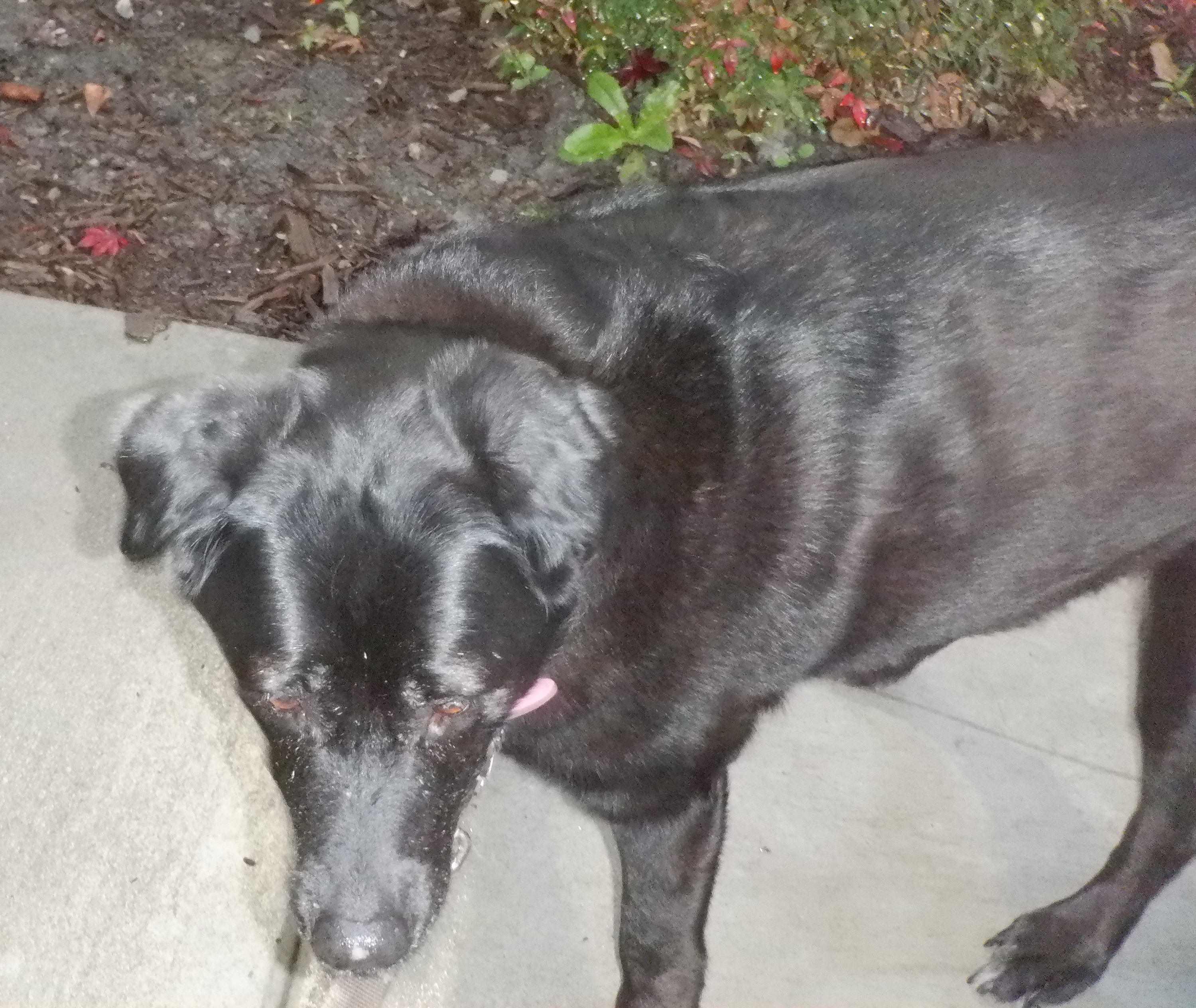 Photo I took of Angel on our last walk of the day Photo I took of Angel on our last walk of the day
