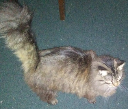 Lady Lady