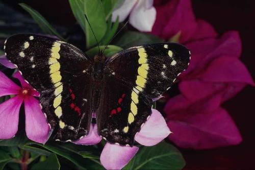 Butterfily - cuti