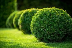 An image of a bush An image of a bush