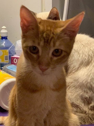 Boris Boris