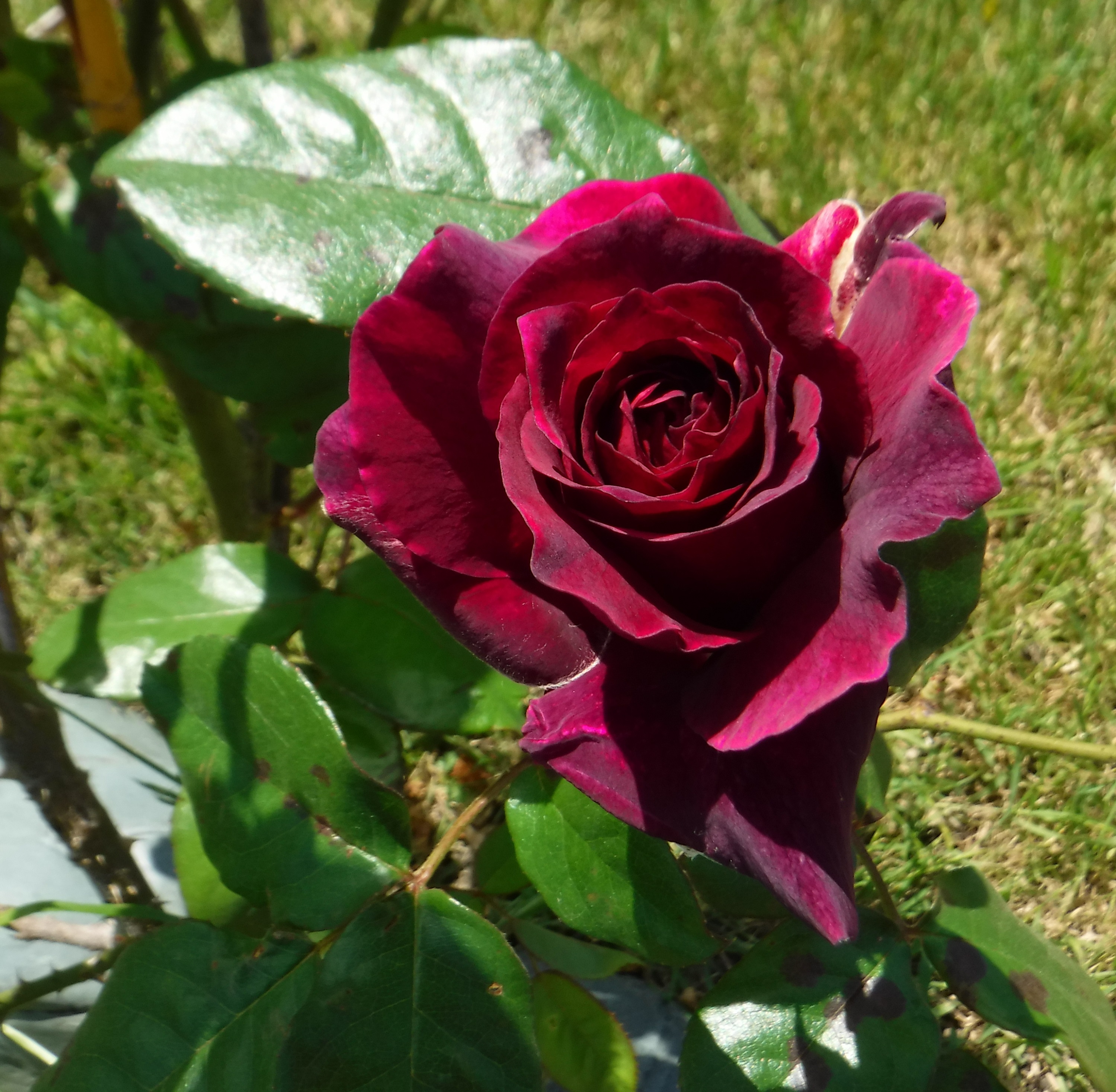 Photo taken by me 4-30-19 Photo taken by me 4-30-19