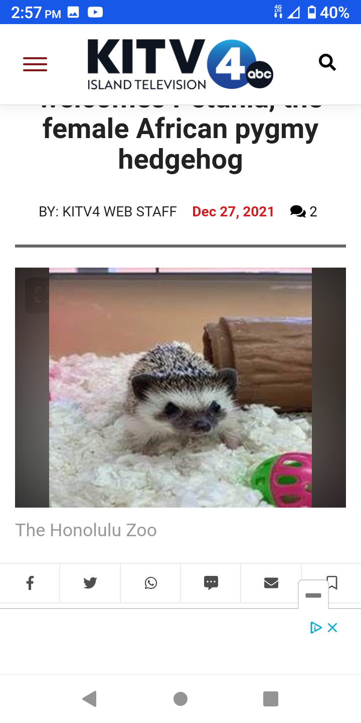 Petunia the African Hedgehog surrendered to Honolulu Zoo.