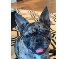 French bulldog Rosie back with her owner on Monday French bulldog Rosie back with her owner on Monday