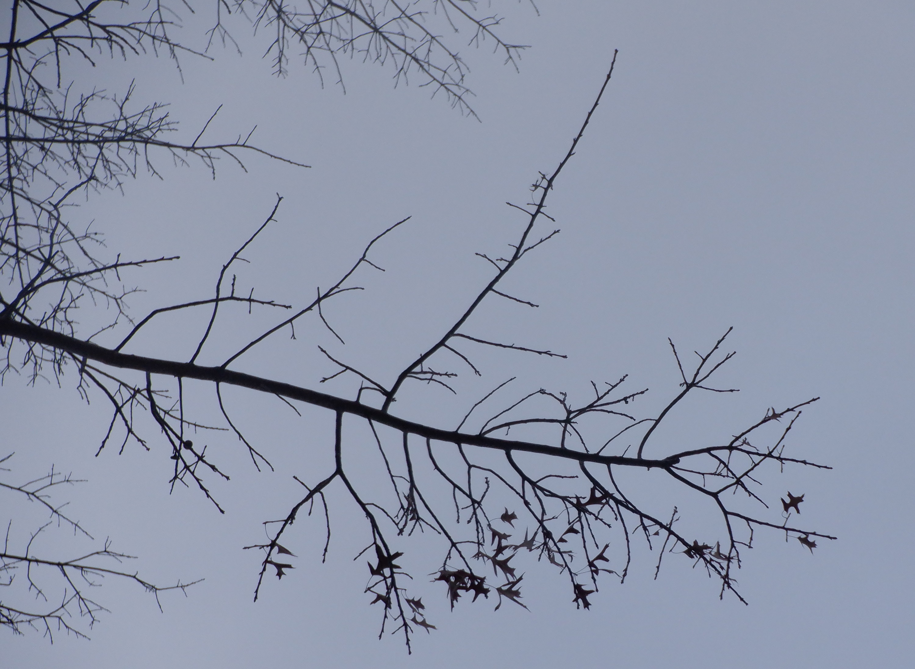 Photo taken by me 1-3-22 Photo taken by me 1-3-22