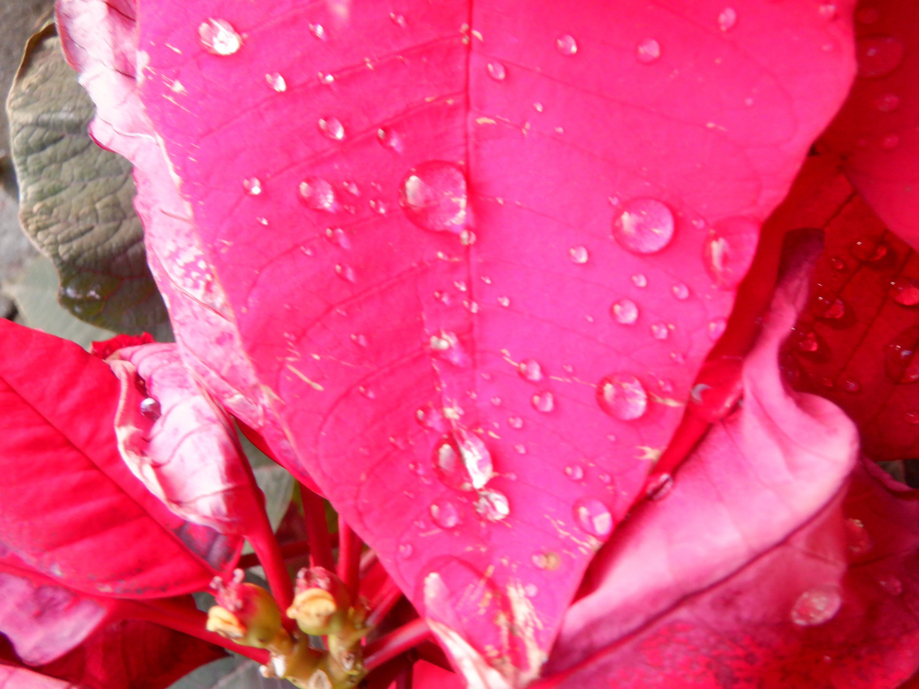 Photo taken by me of raindrops on Pointsettia petal Photo taken by me of raindrops on Pointsettia petal