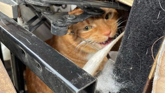 A ginger female cat named Montequilla is back home with her owner A ginger female cat named Montequilla is back home with her owner