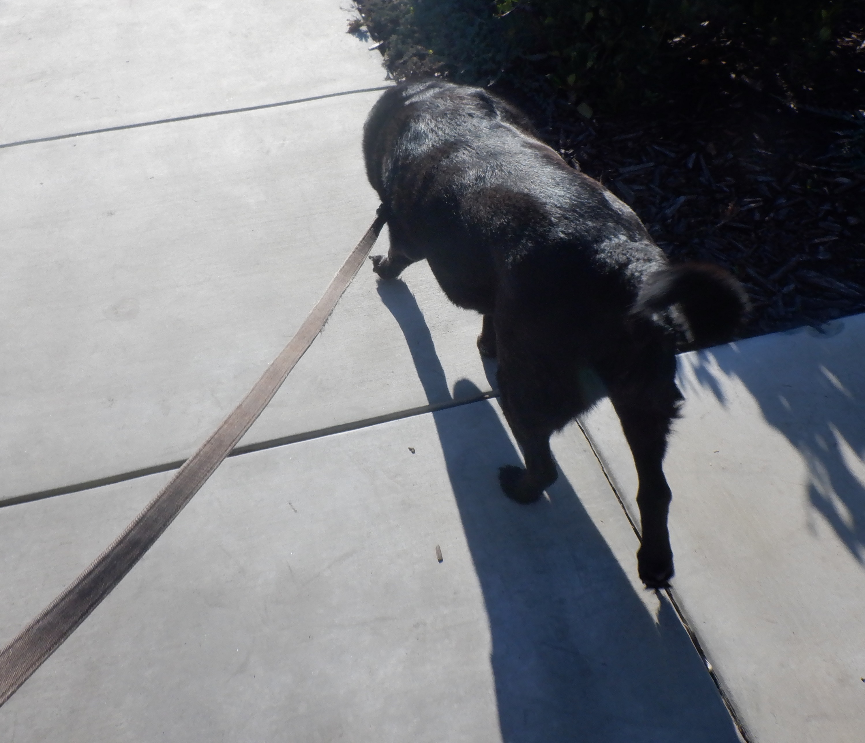 Photo I took of Angel on walk #2 Photo I took of Angel on walk #2