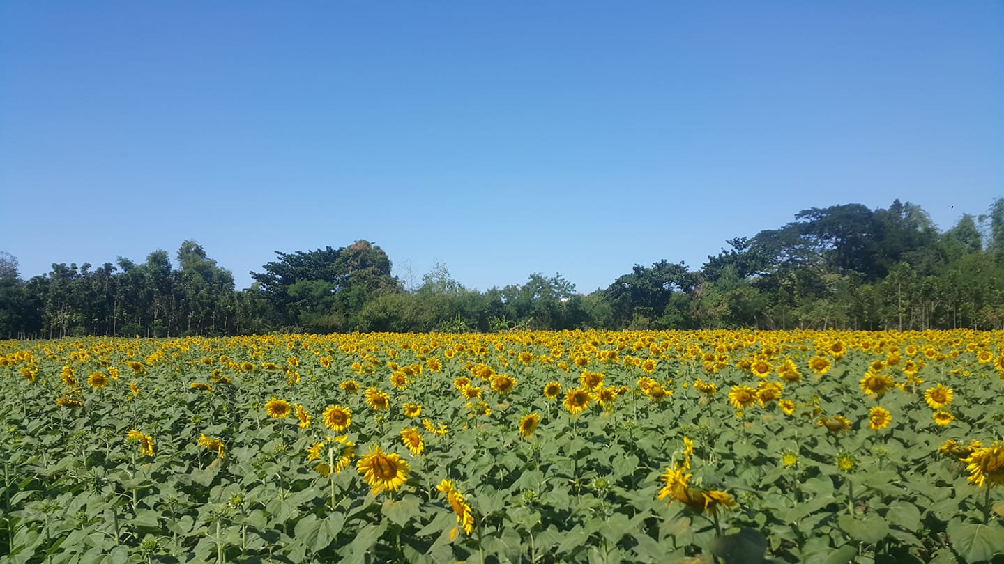 image is mine, the sunflower farm i went to last week.