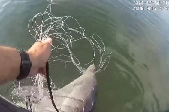 Miami Dade Marine Patrol Officer rescuing a dolphin trapped in a net last month. 